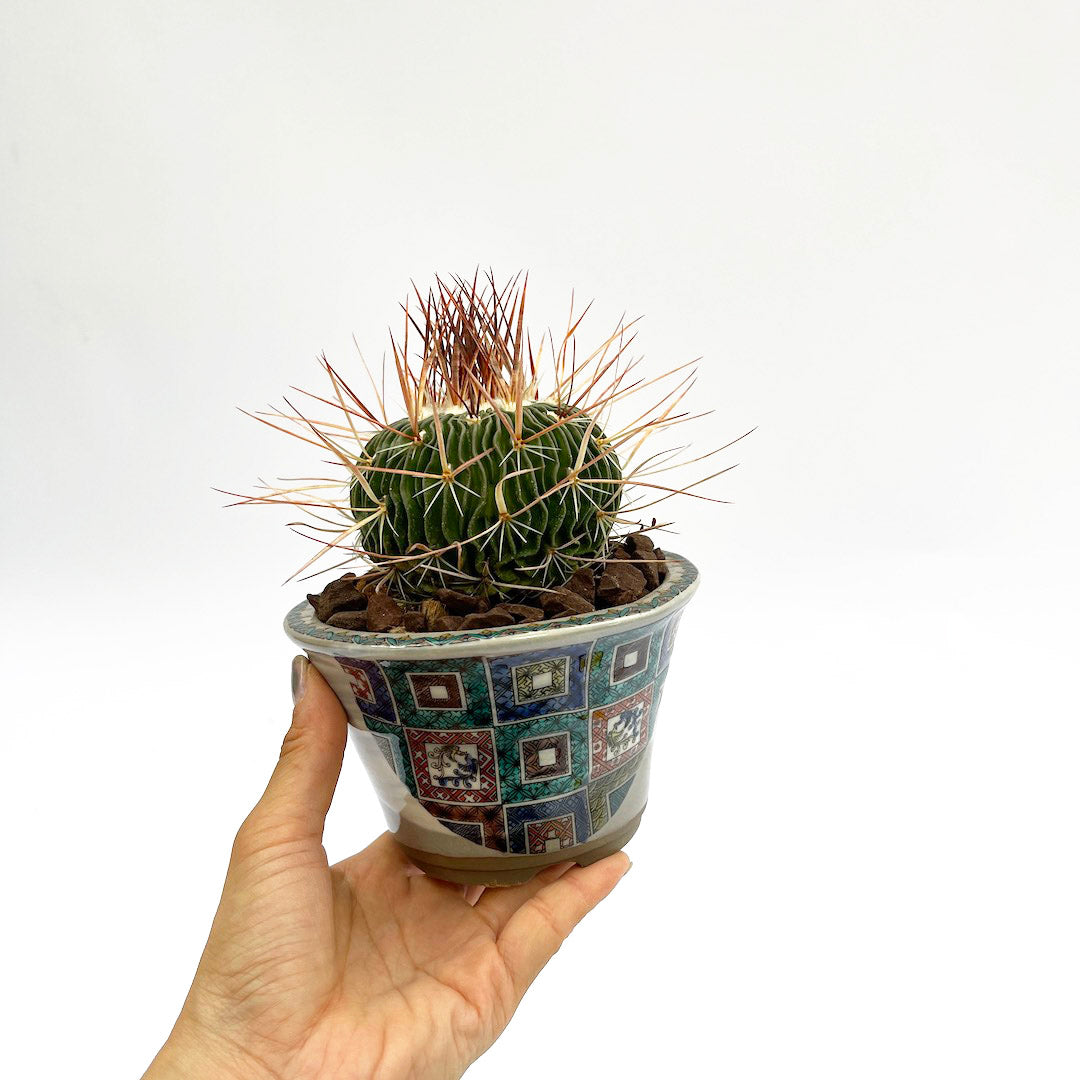 サボテン 千波万波 POT SET