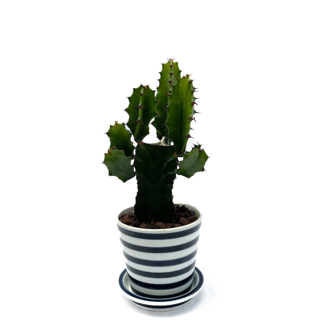 ダイウンカク es table POT SET