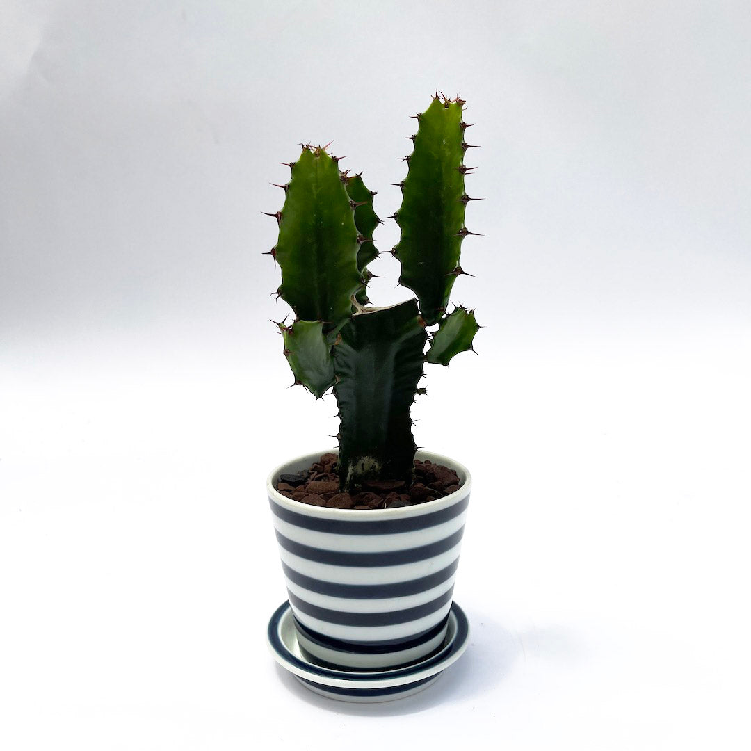 ダイウンカク es table POT SET