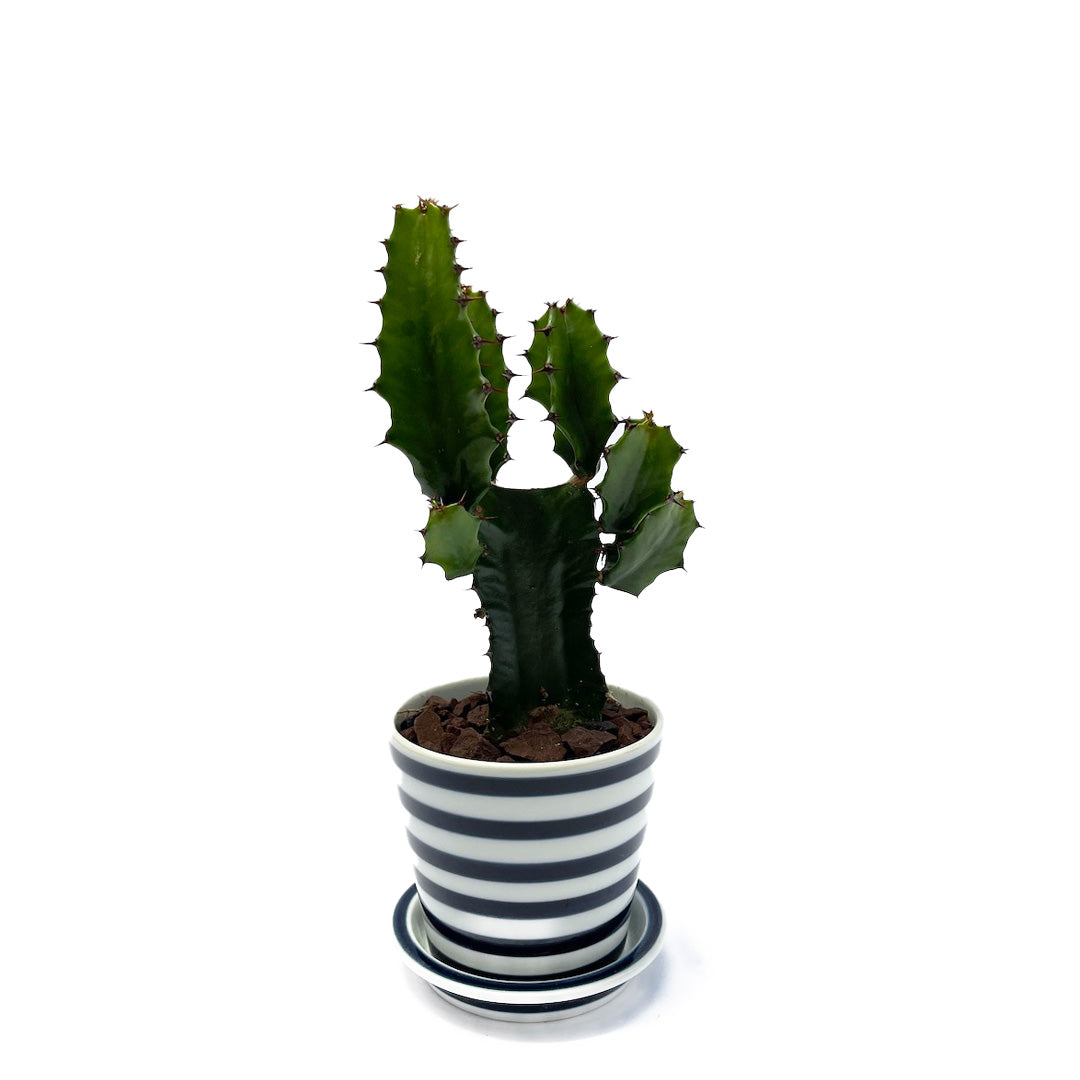 ダイウンカク es table POT SET