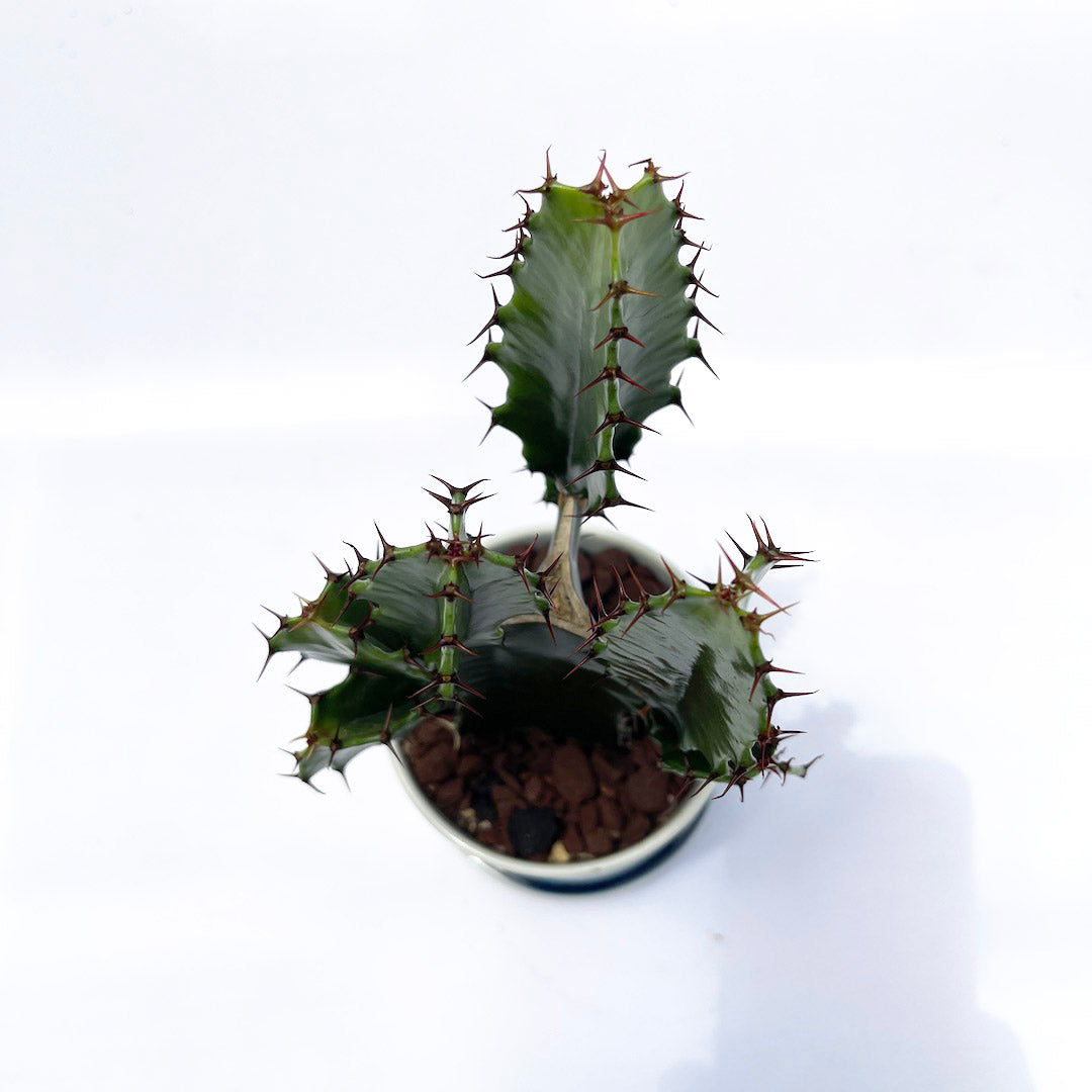ダイウンカク es table POT SET