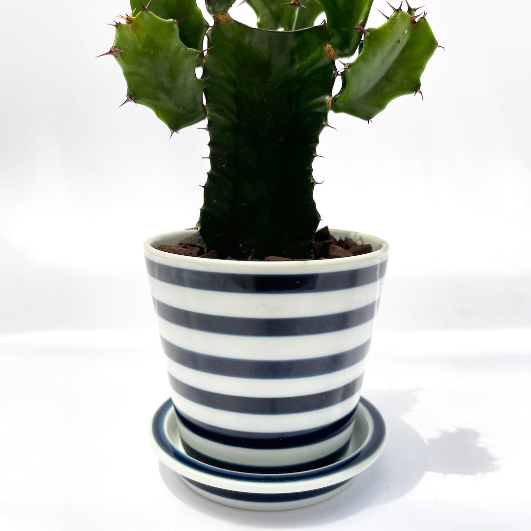 ダイウンカク es table POT SET