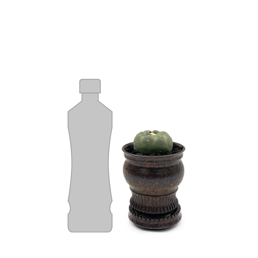 淡海陶芸研究所 / 銀冠玉 POT SET