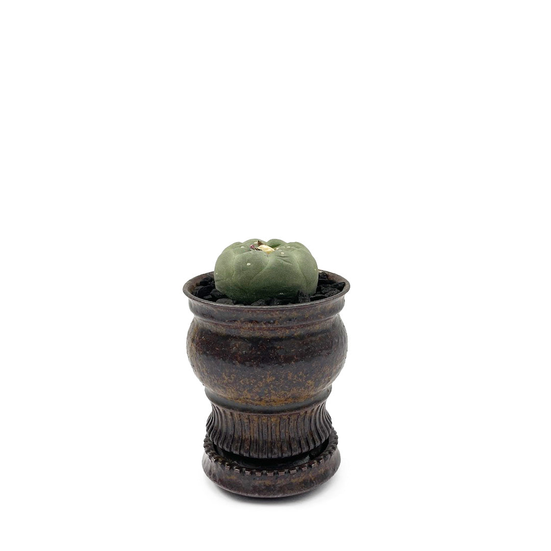 淡海陶芸研究所 / 銀冠玉 POT SET