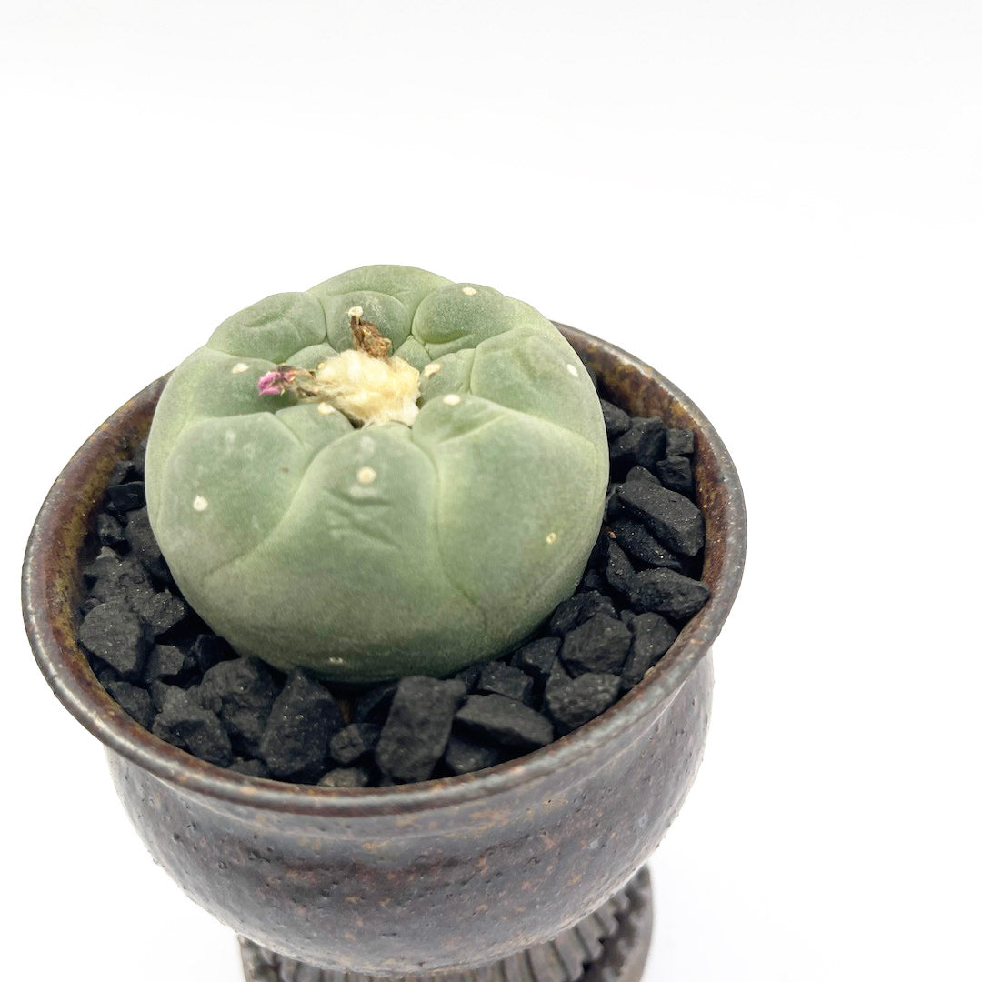 淡海陶芸研究所 / 銀冠玉 POT SET