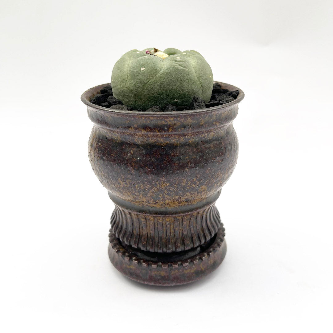 淡海陶芸研究所 / 銀冠玉 POT SET