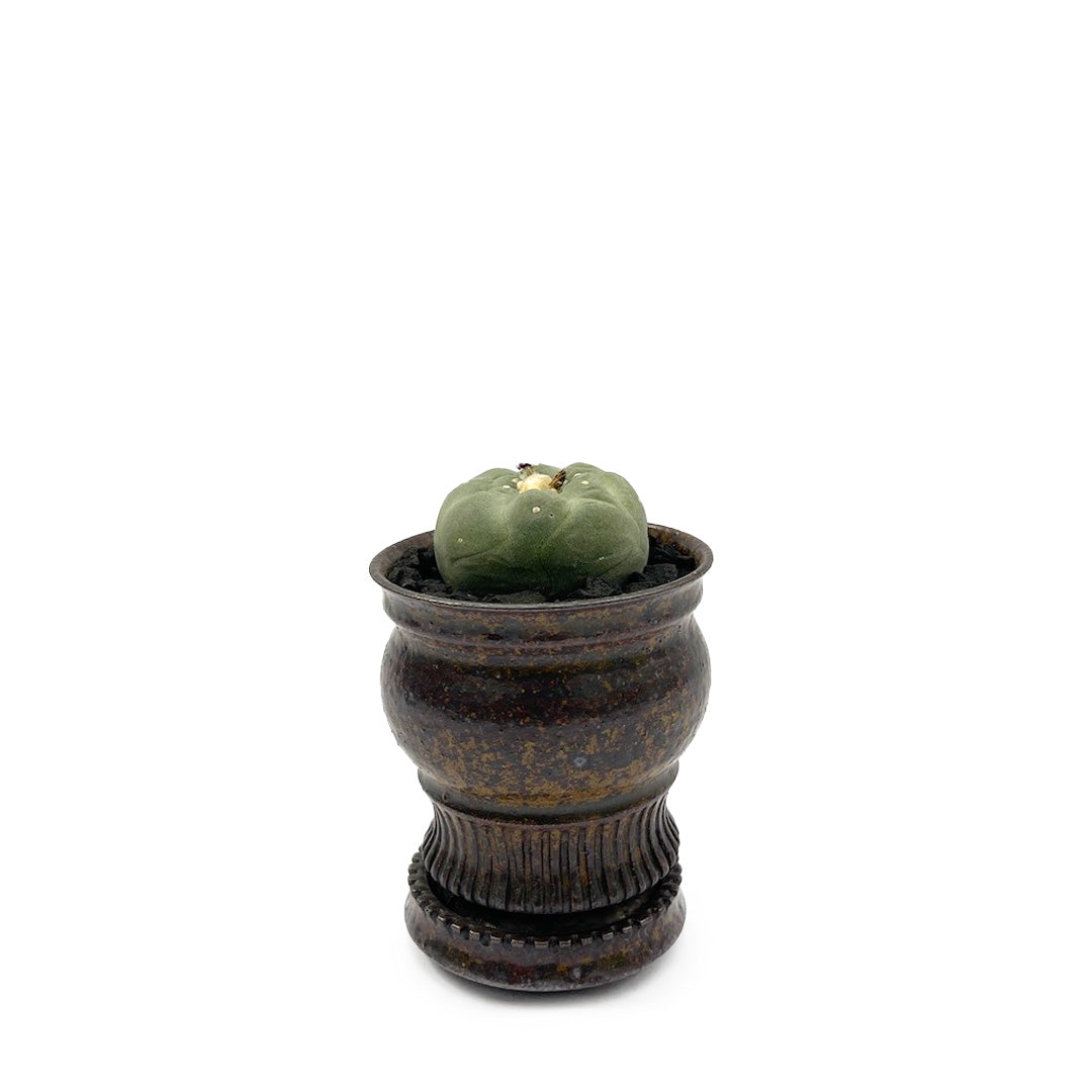 淡海陶芸研究所 / 銀冠玉 POT SET