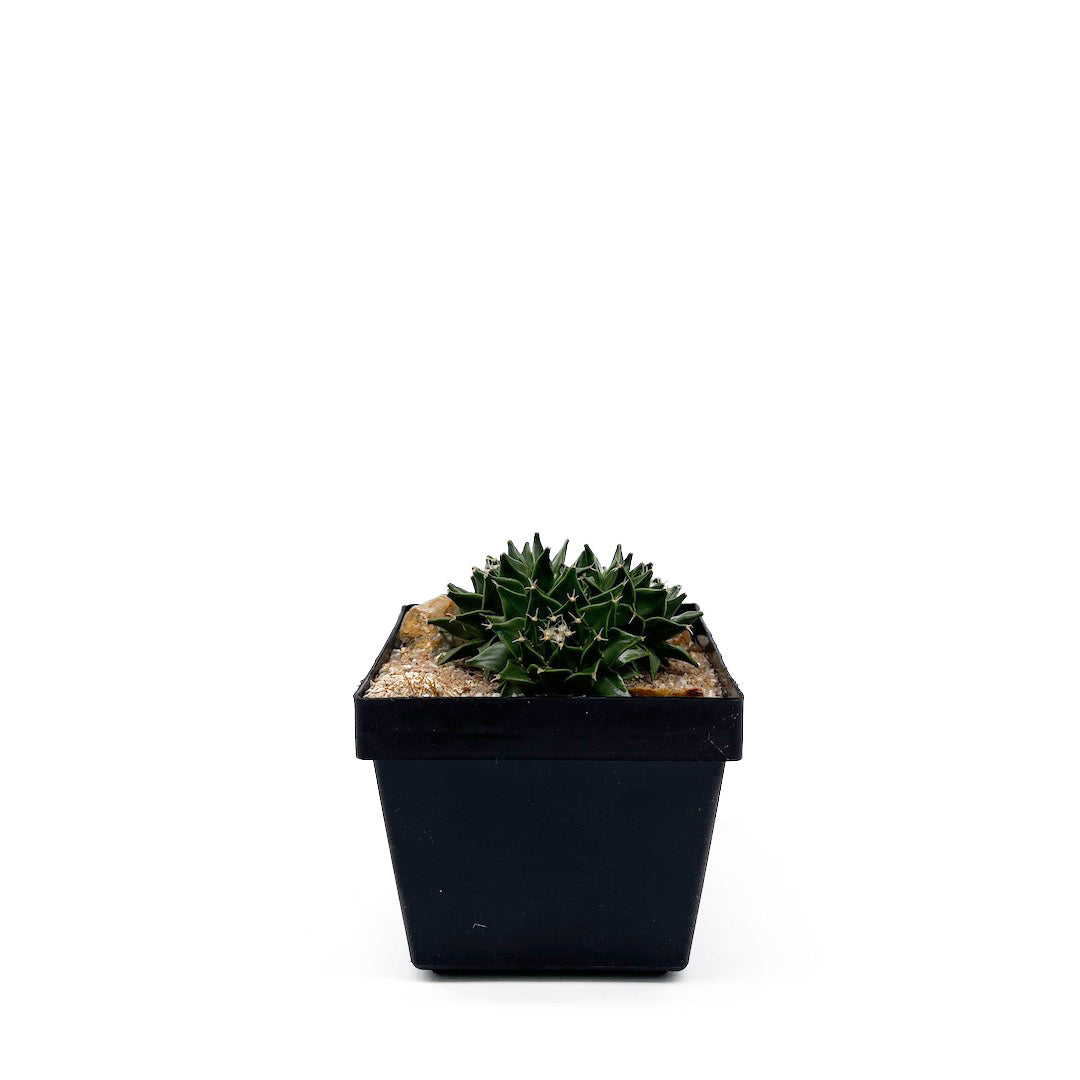 サボテン帝冠4頭 habitat style POT SET