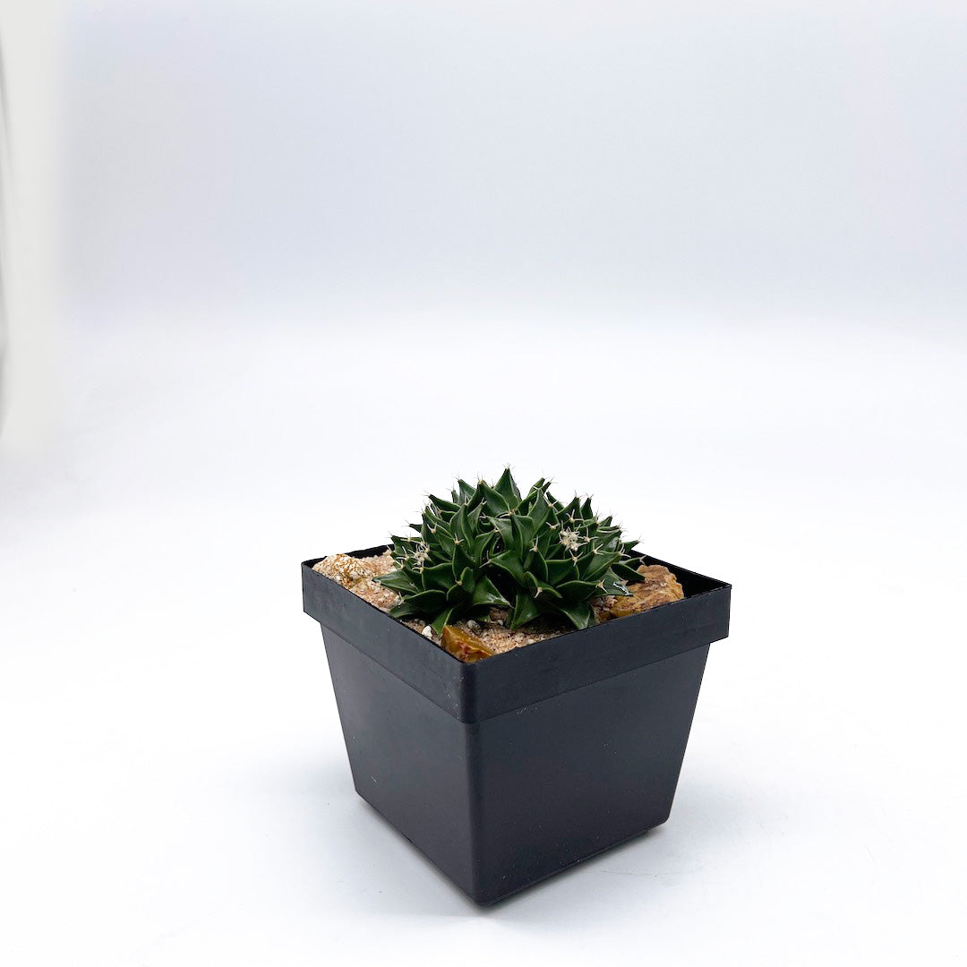 サボテン帝冠4頭 habitat style POT SET