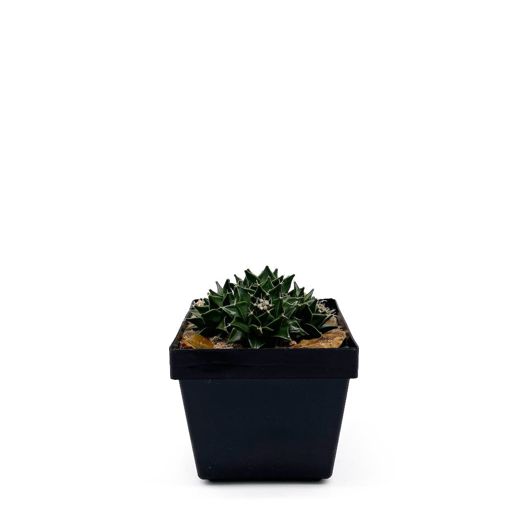 サボテン帝冠4頭 habitat style POT SET