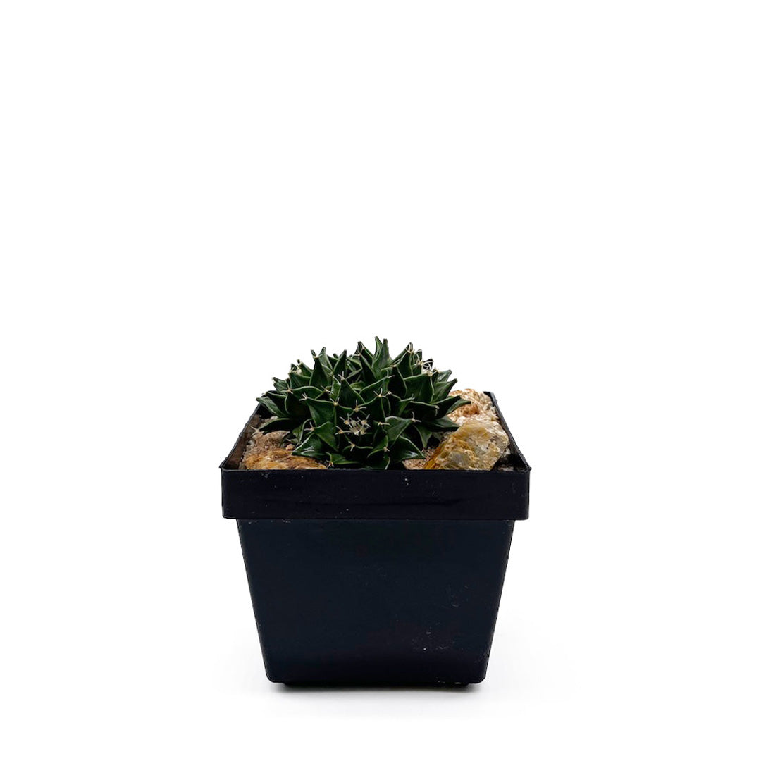 サボテン帝冠4頭 habitat style POT SET