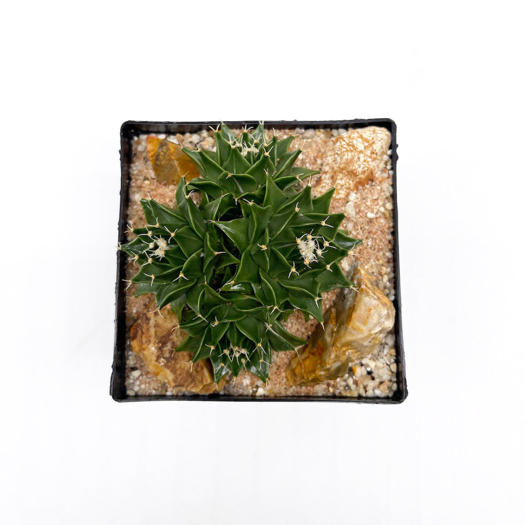 サボテン帝冠4頭 habitat style POT SET