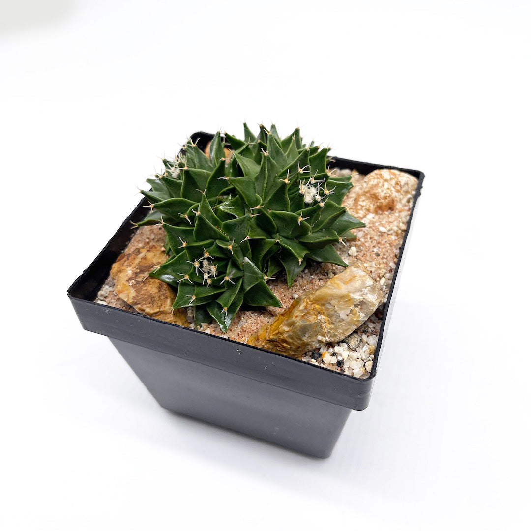 サボテン帝冠4頭 habitat style POT SET