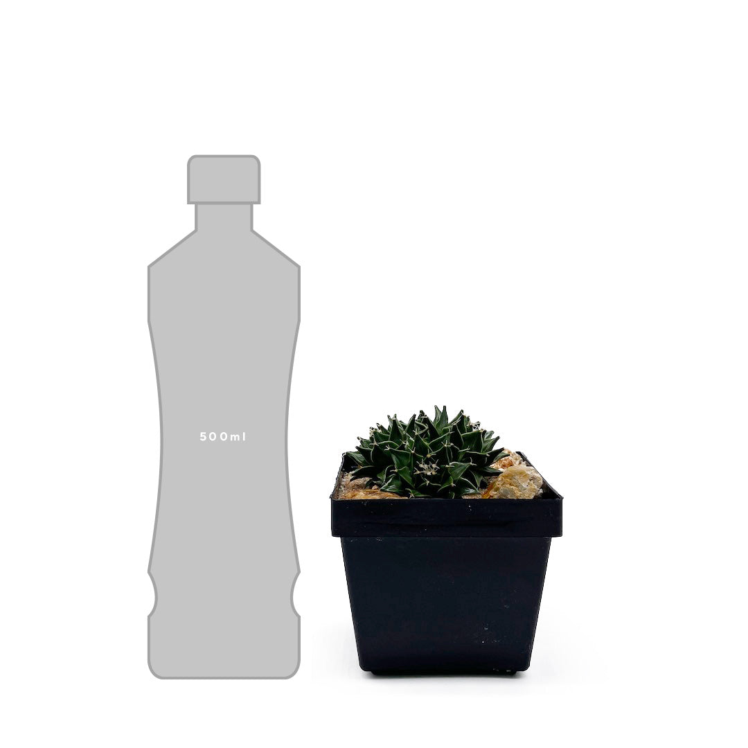 サボテン帝冠4頭 habitat style POT SET