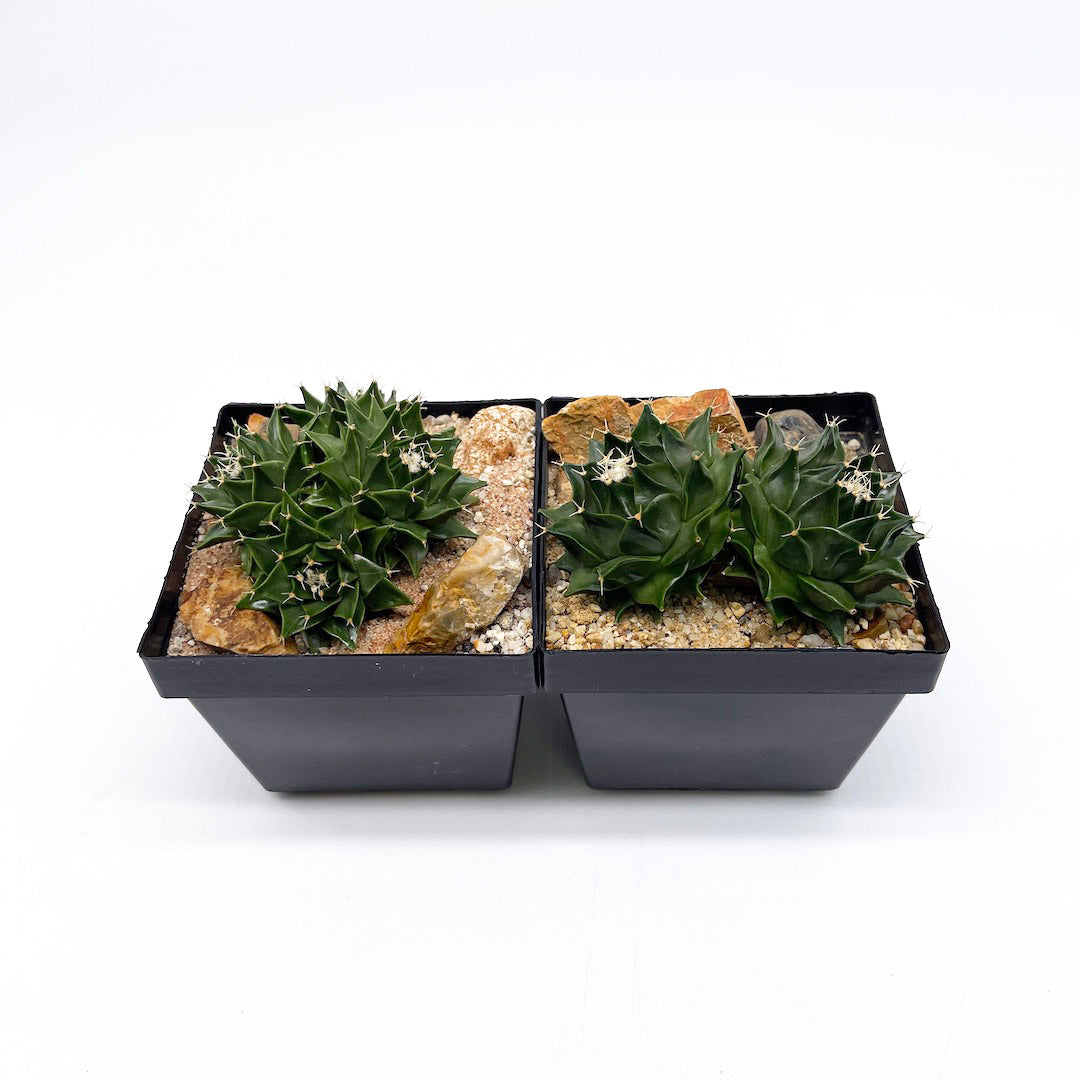 サボテン帝冠4頭 habitat style POT SET