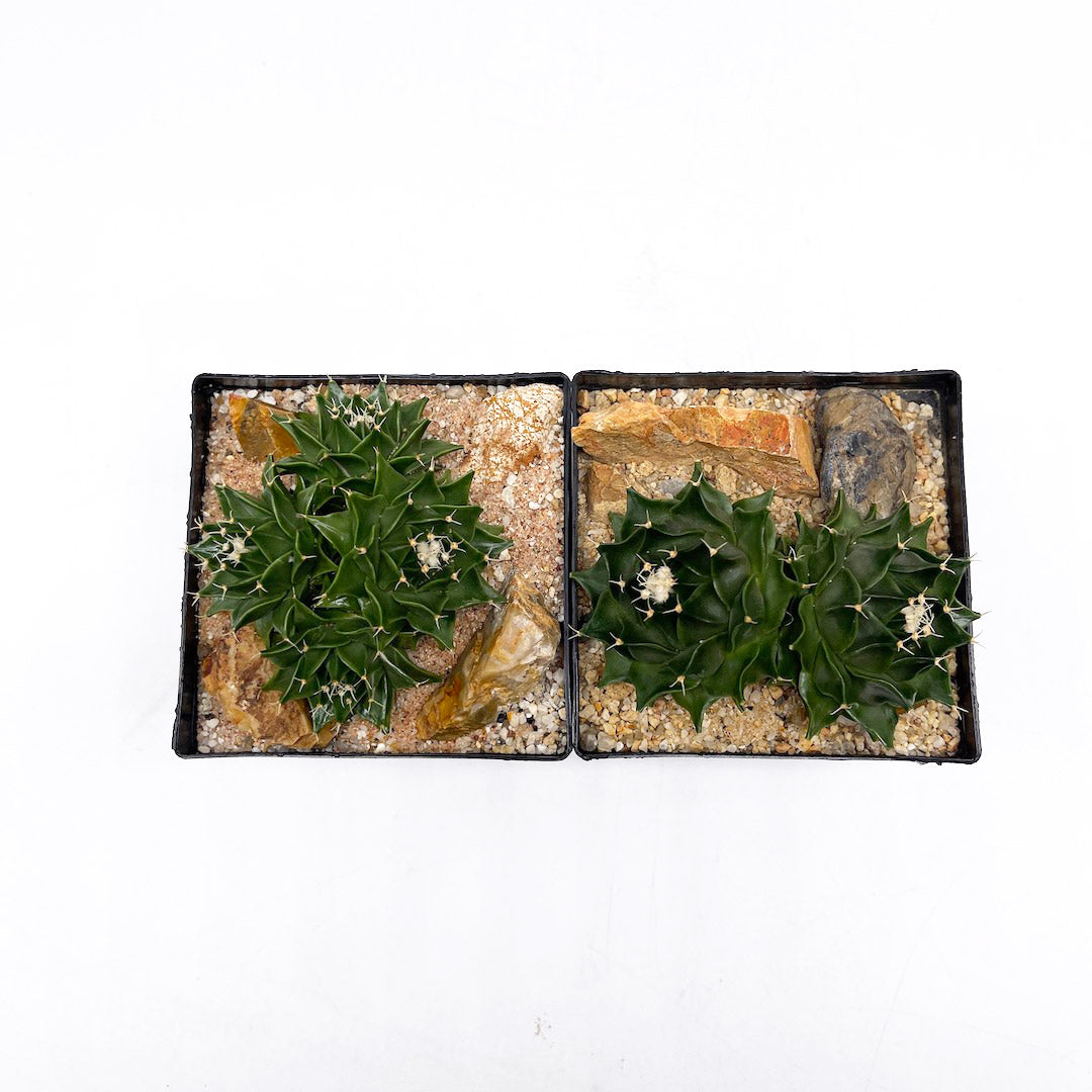 サボテン帝冠4頭 habitat style POT SET