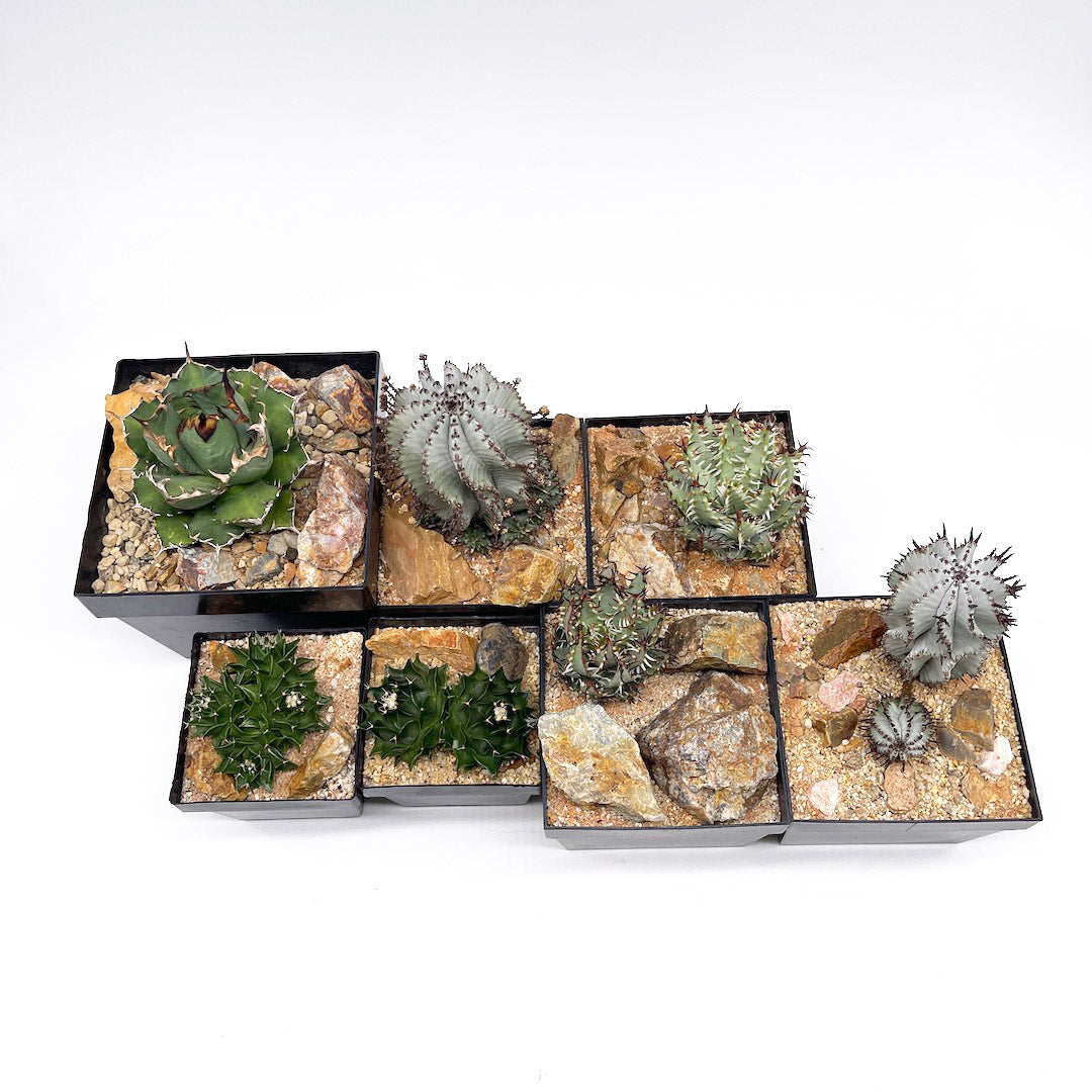 サボテン帝冠4頭 habitat style POT SET