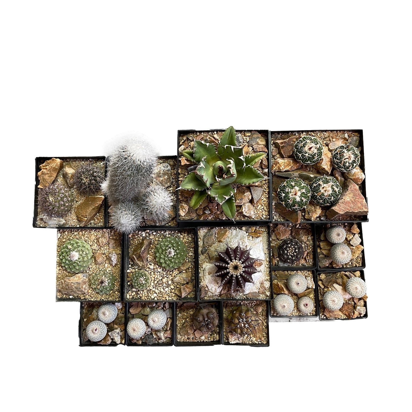 ギムノカリキウム ラゴネシー habitat style POT SET