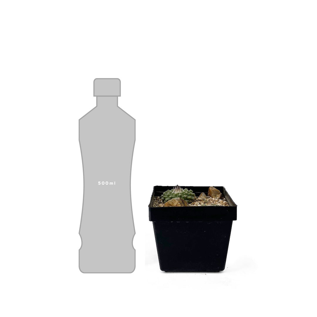 ストロンボカクタス 菊水 habitat style POT SET