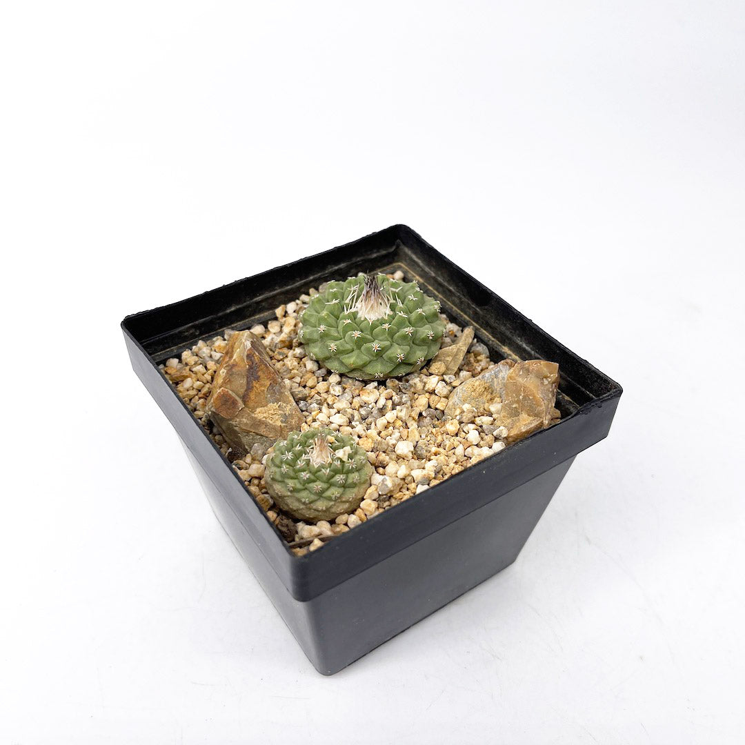 ストロンボカクタス 菊水 habitat style POT SET