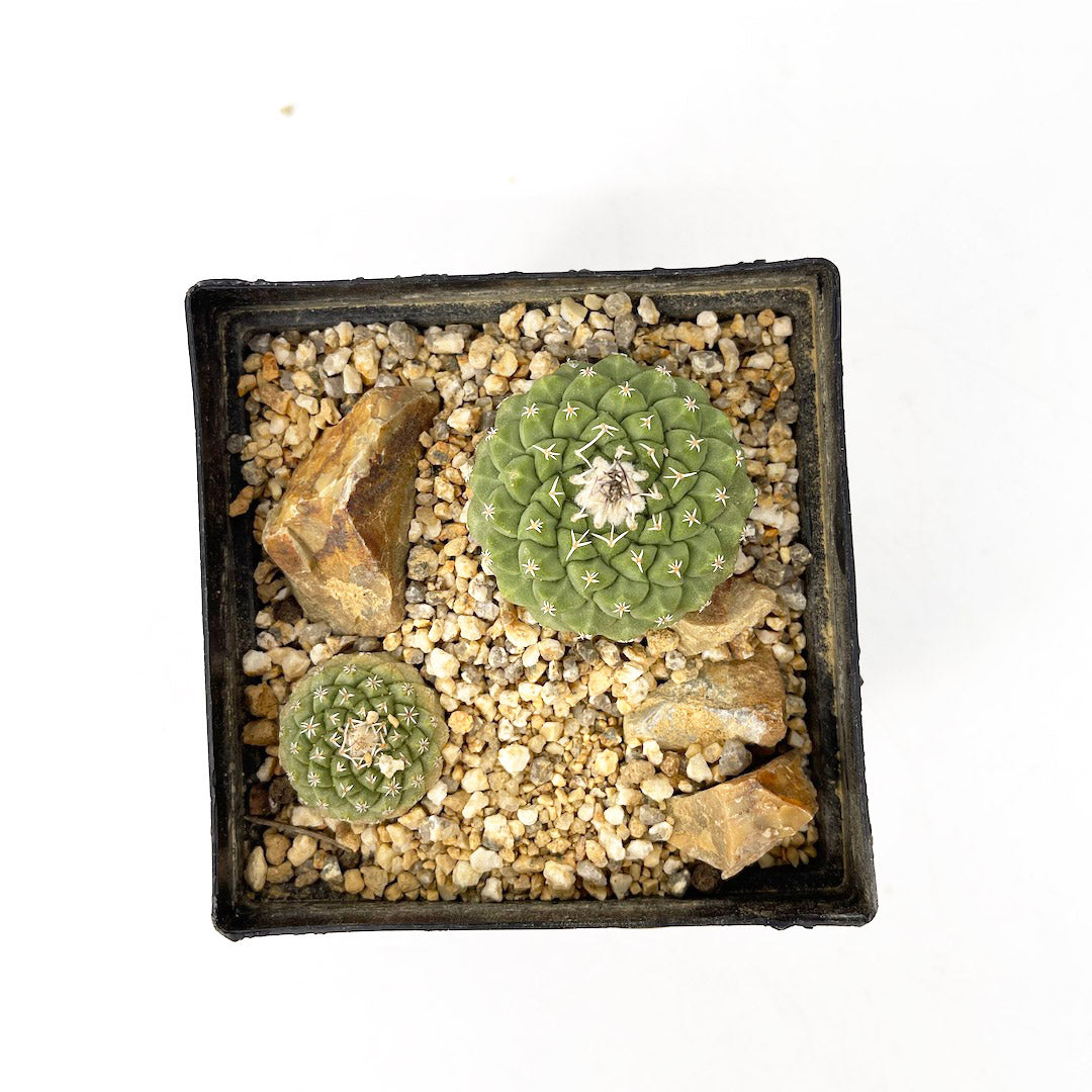 ストロンボカクタス 菊水 habitat style POT SET