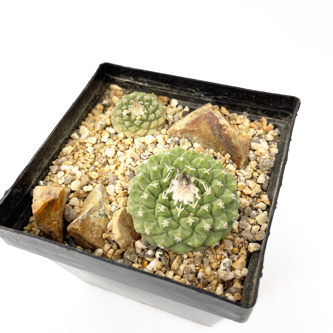 ストロンボカクタス 菊水 habitat style POT SET