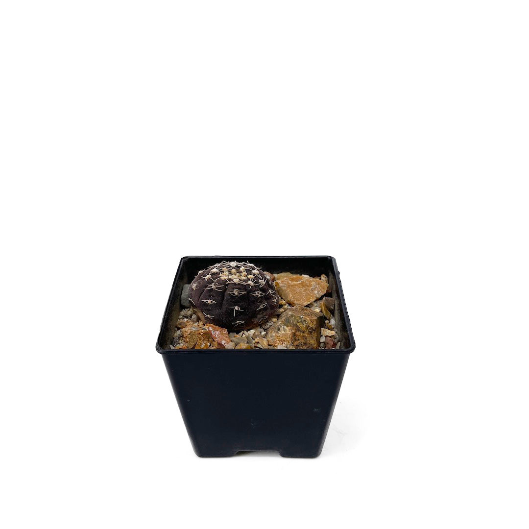 ギムノカリキウム ラゴネシー habitat style POT SET