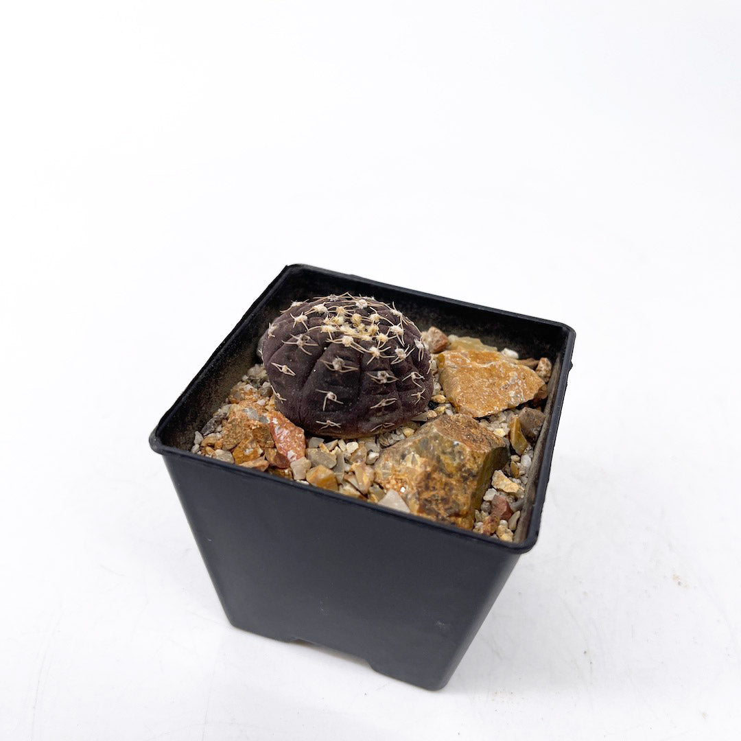 ギムノカリキウム ラゴネシー habitat style POT SET