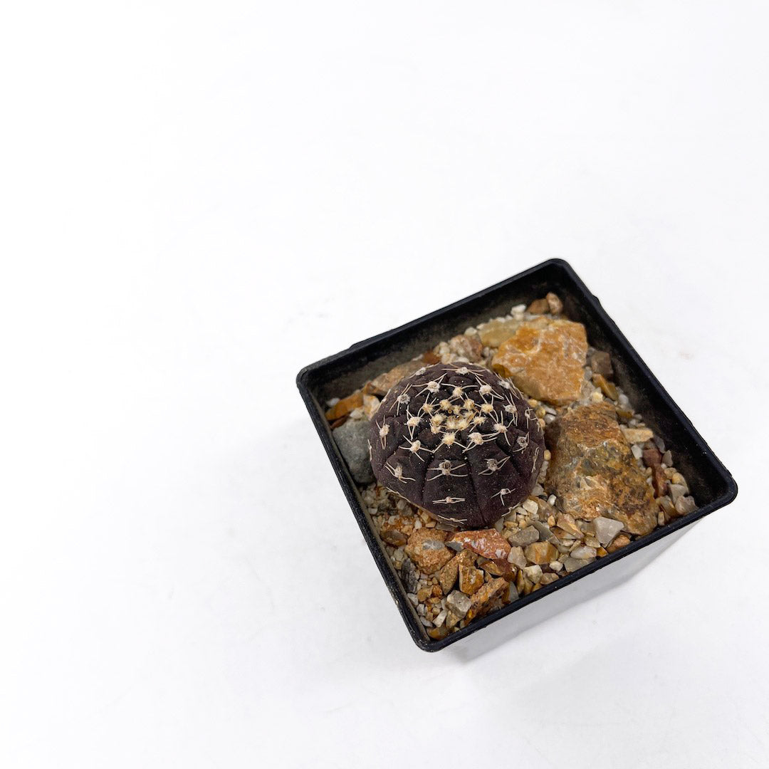 ギムノカリキウム ラゴネシー habitat style POT SET
