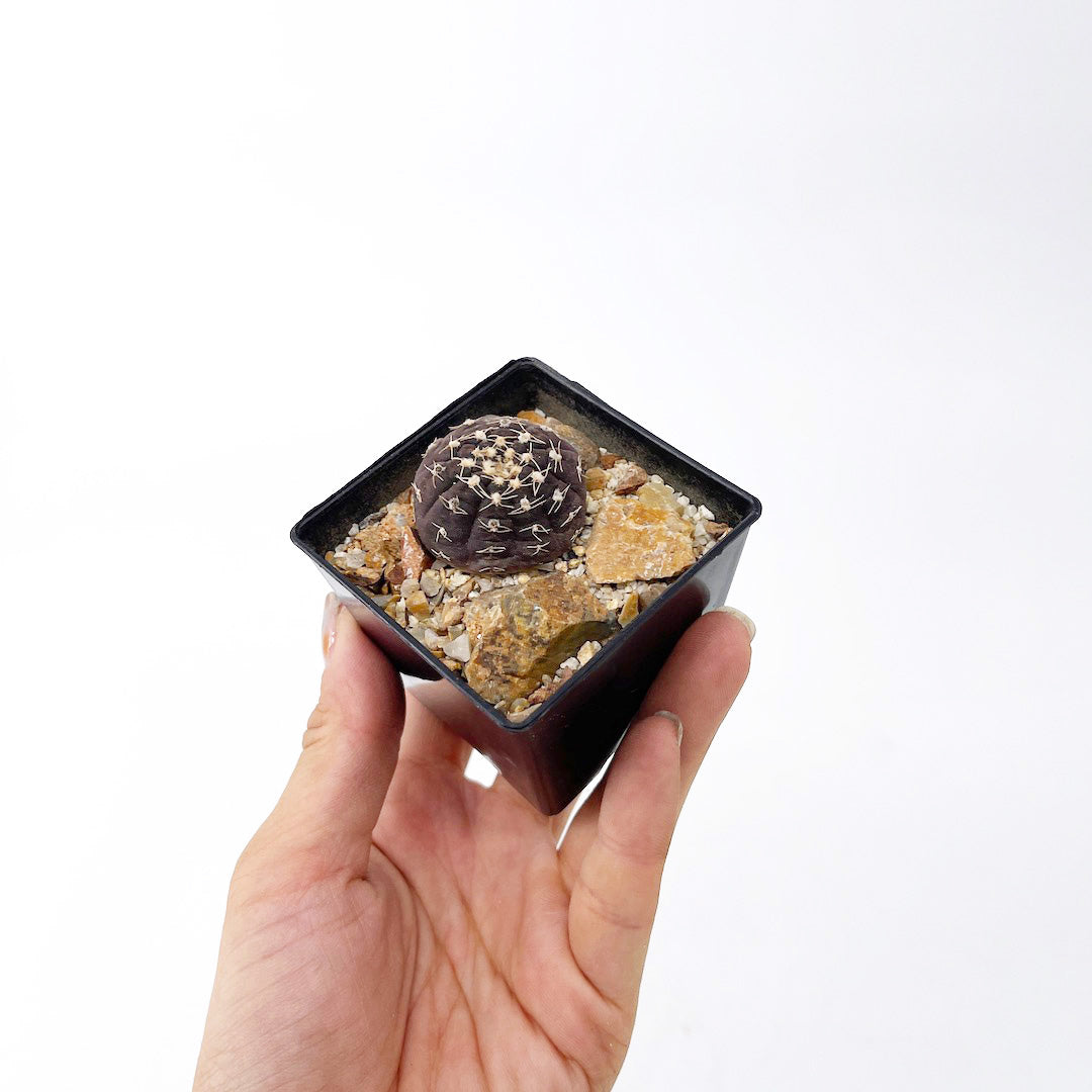 ギムノカリキウム ラゴネシー habitat style POT SET