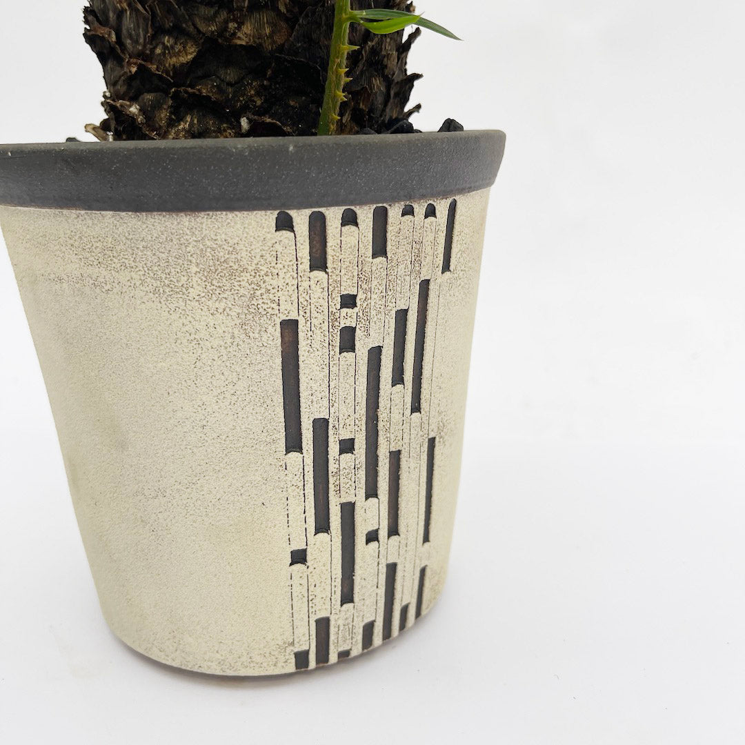 昇陽窯 / ソテツ POT SET