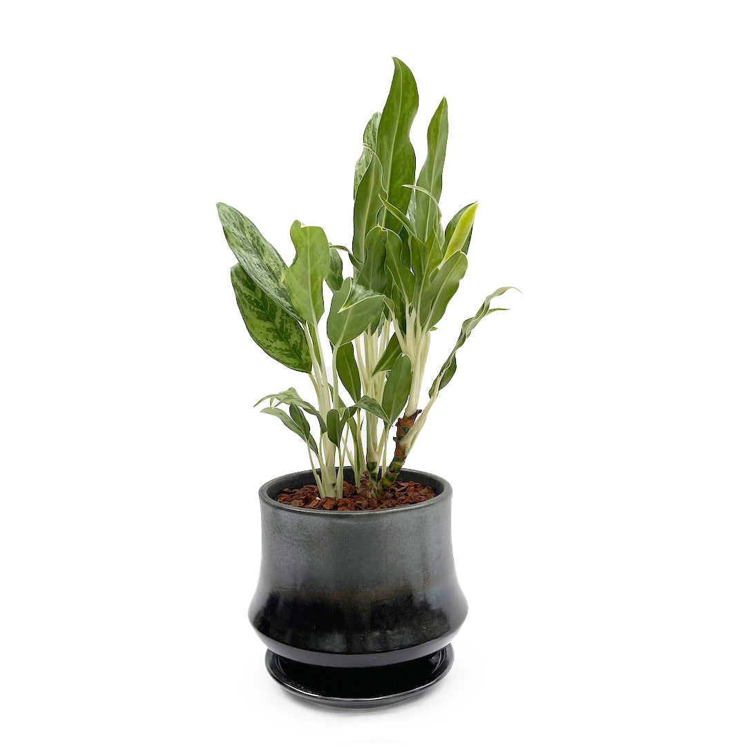 アグラオネマ ホワイトステム POT SET / bk