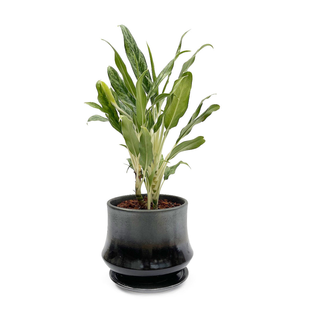 アグラオネマ ホワイトステム POT SET / bk