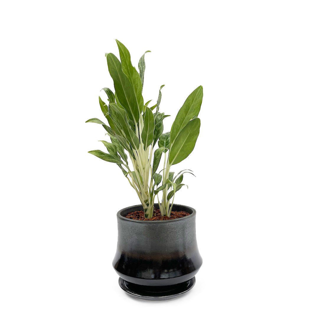 アグラオネマ ホワイトステム POT SET / bk