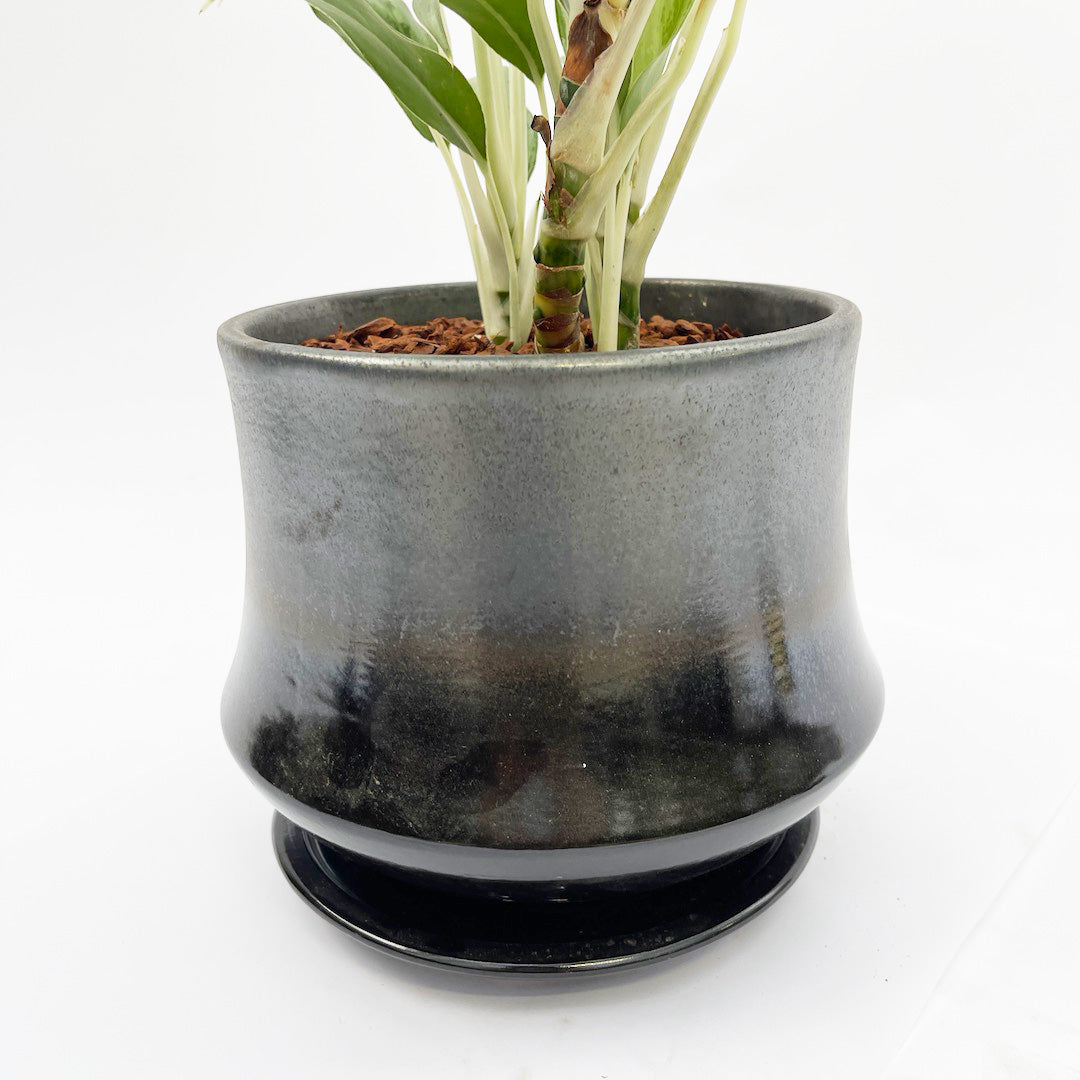 アグラオネマ ホワイトステム POT SET / bk