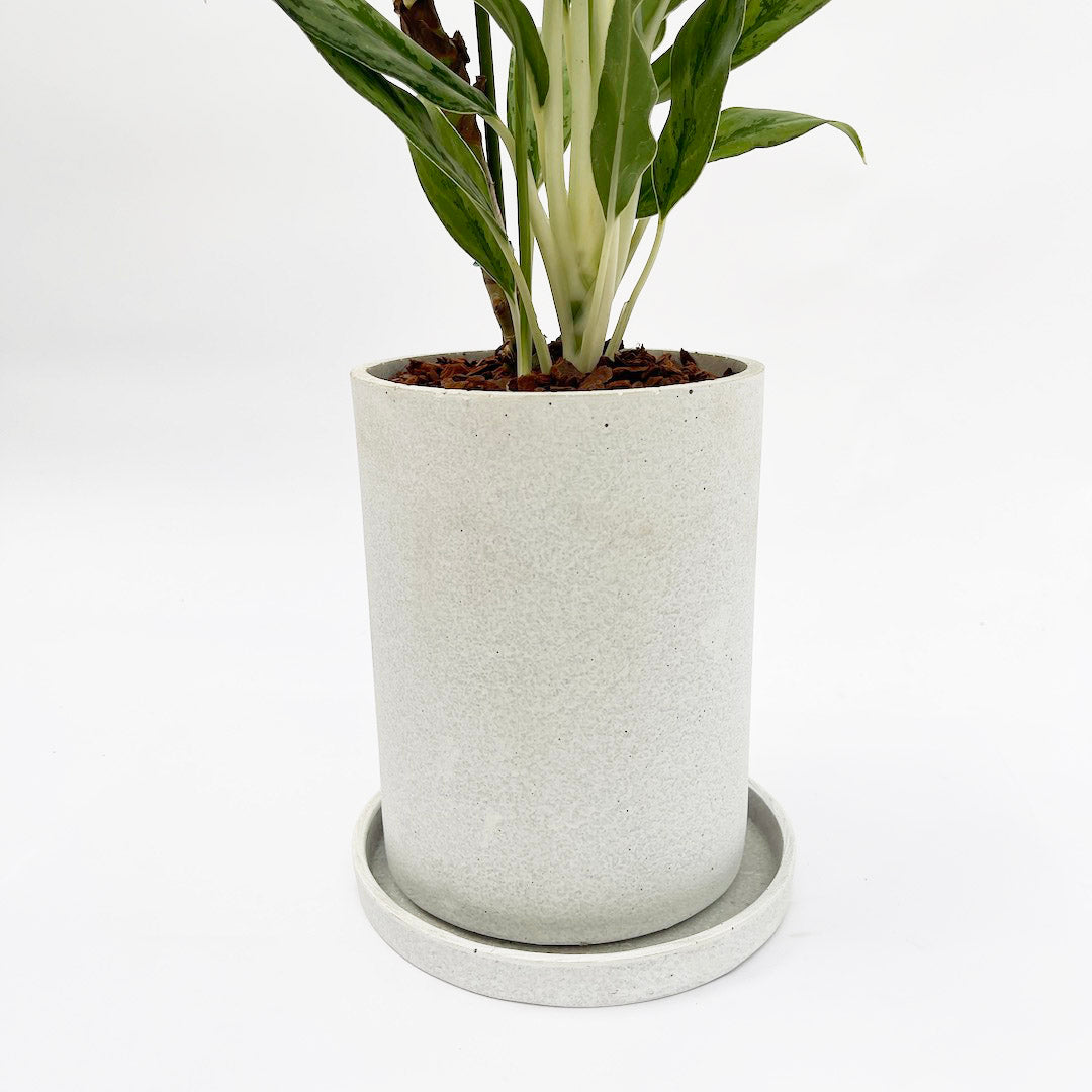 アグラオネマ ホワイトステム POT SET / wh