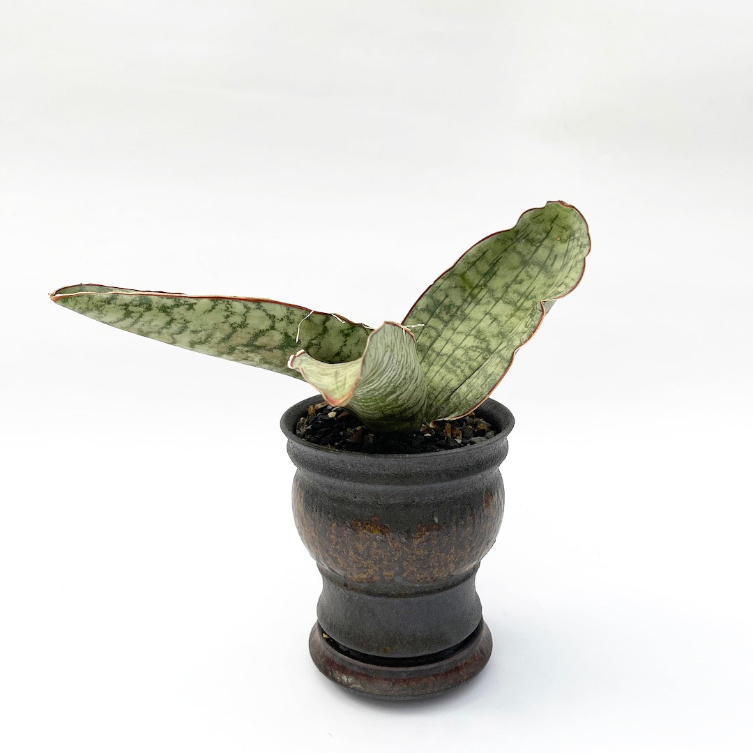 淡海陶芸研究所 / サンスベリア キルキー シルバーブルー POT SET