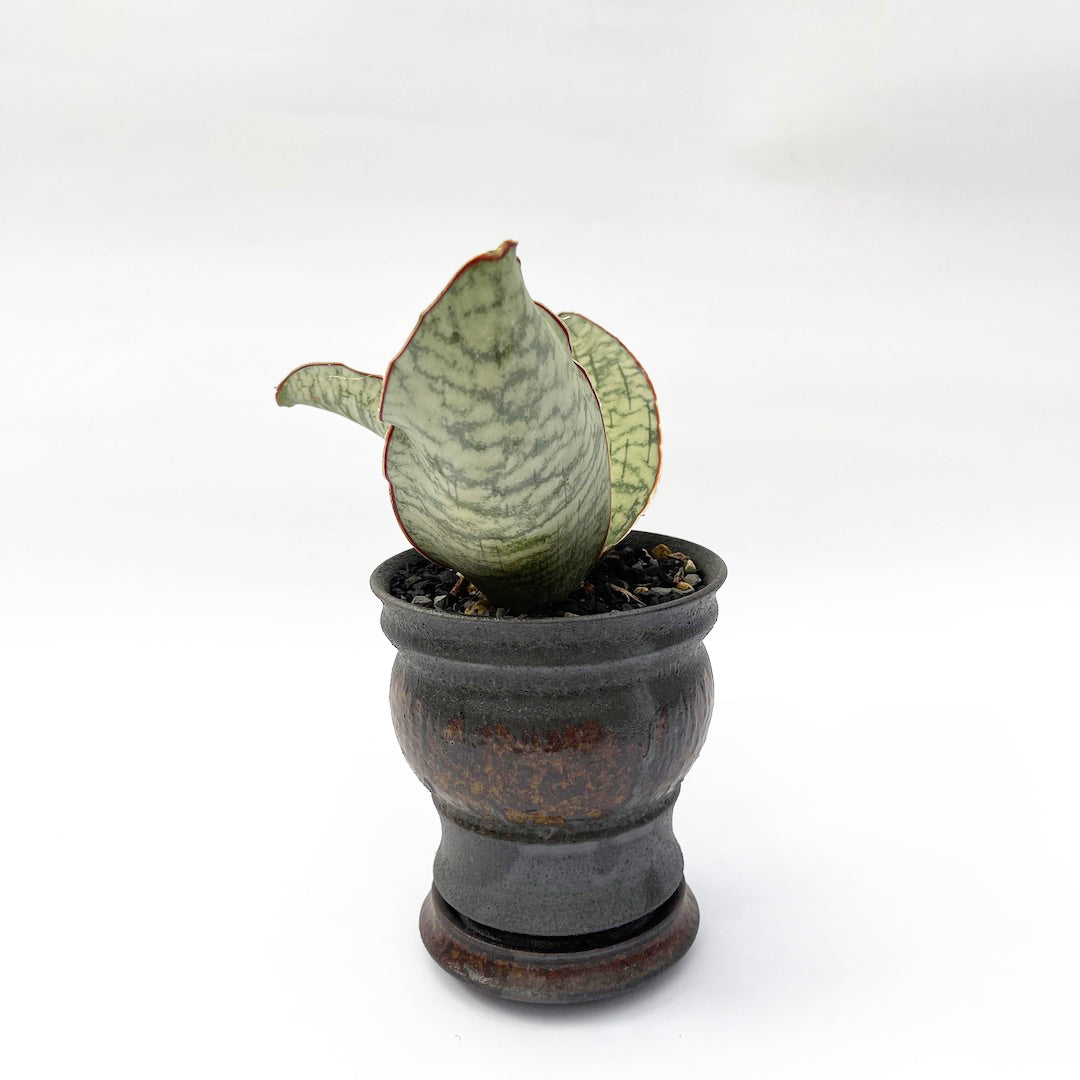 淡海陶芸研究所 / サンスベリア キルキー シルバーブルー POT SET