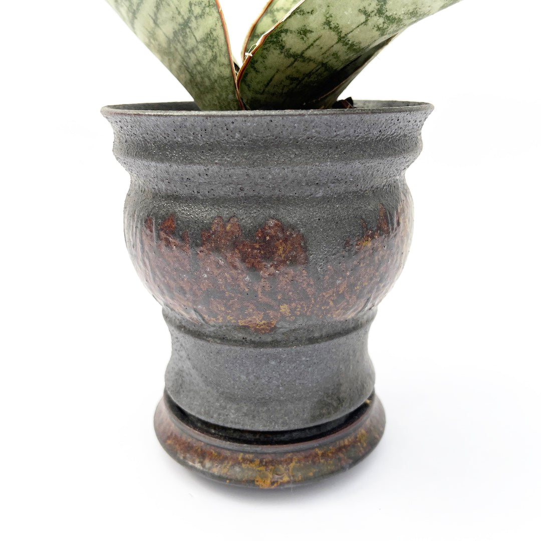 淡海陶芸研究所 / サンスベリア キルキー シルバーブルー POT SET