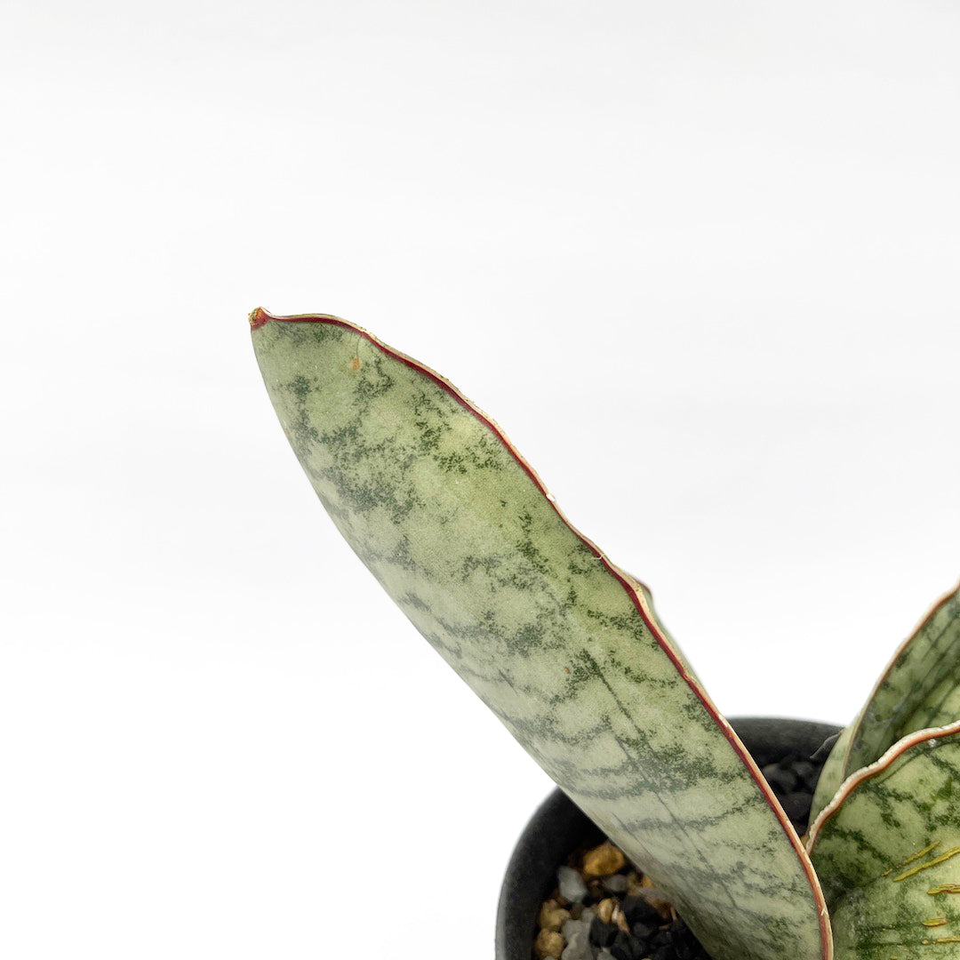 淡海陶芸研究所 / サンスベリア キルキー シルバーブルー POT SET
