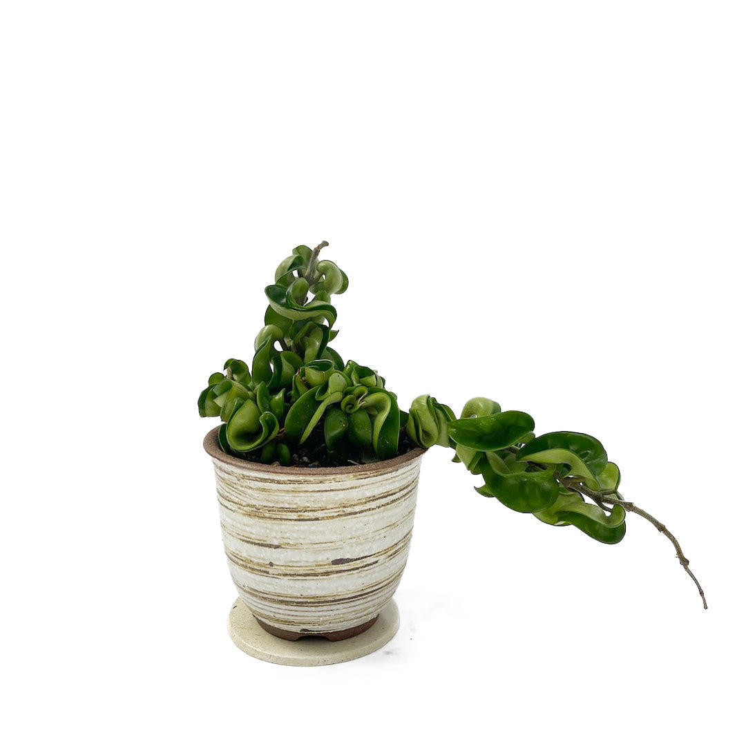 ホヤカルノーサ コンパクタ POT SET