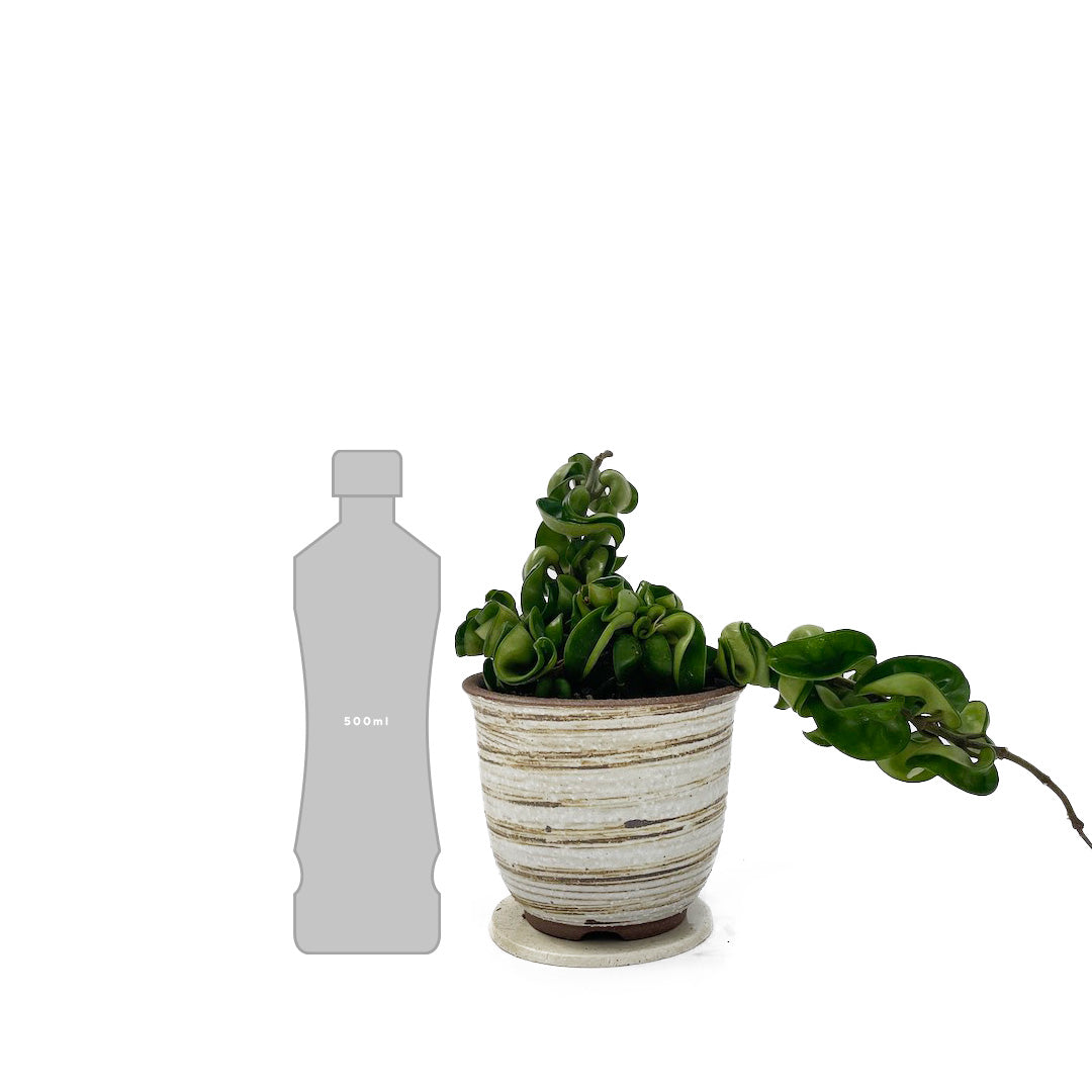 ホヤカルノーサ コンパクタ POT SET