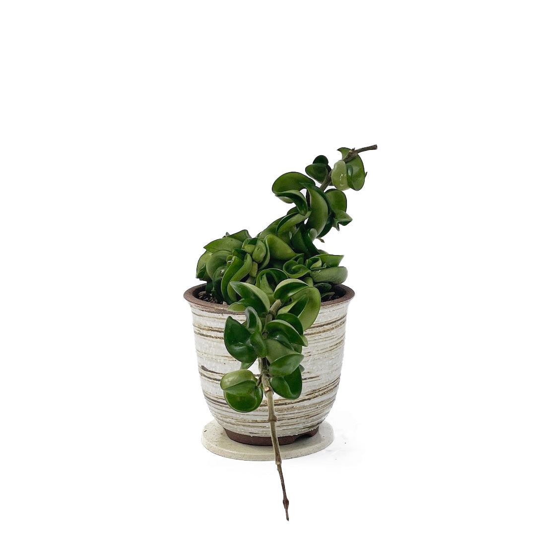 ホヤカルノーサ コンパクタ POT SET