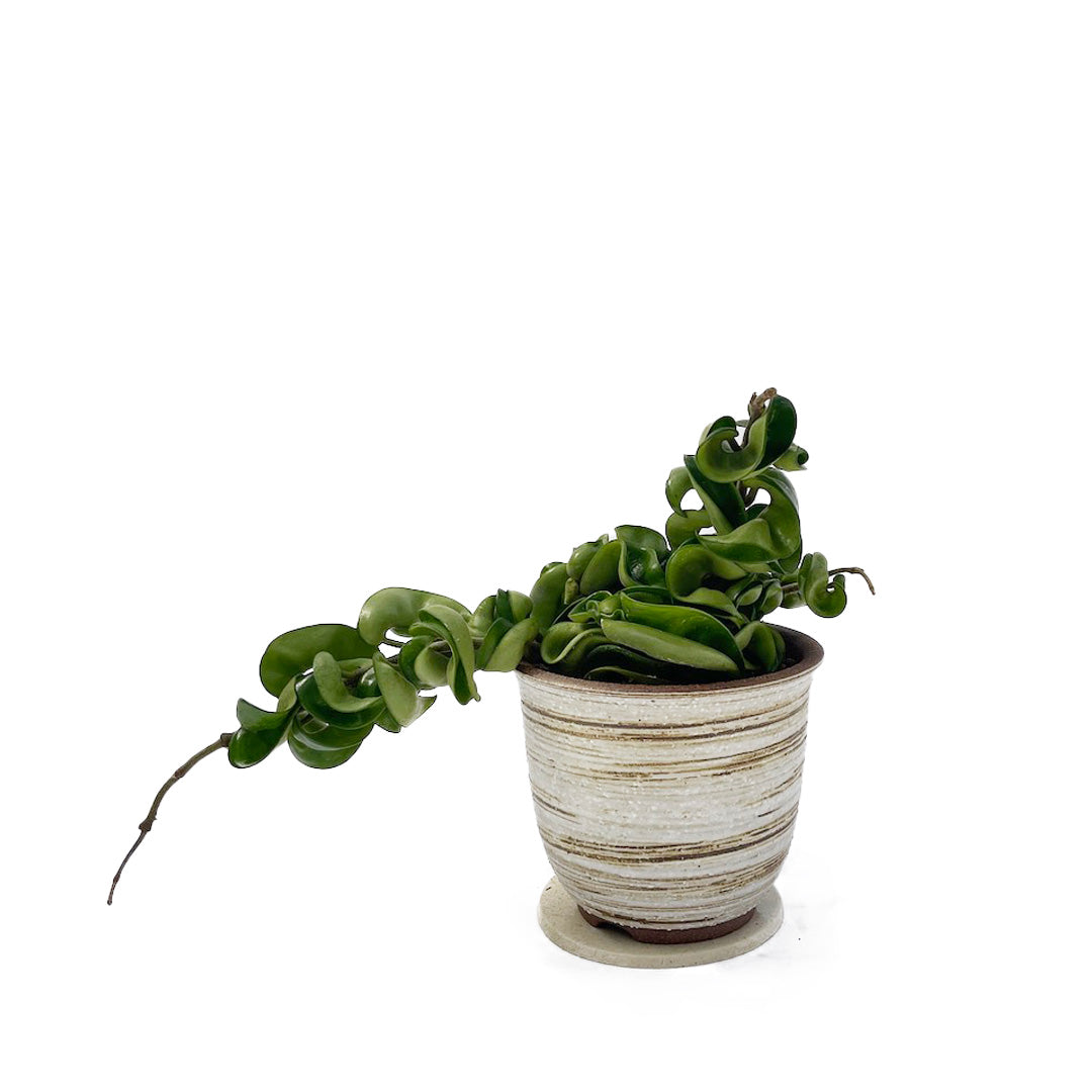 ホヤカルノーサ コンパクタ POT SET