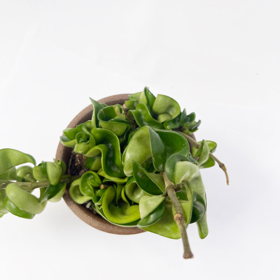 ホヤカルノーサ コンパクタ POT SET