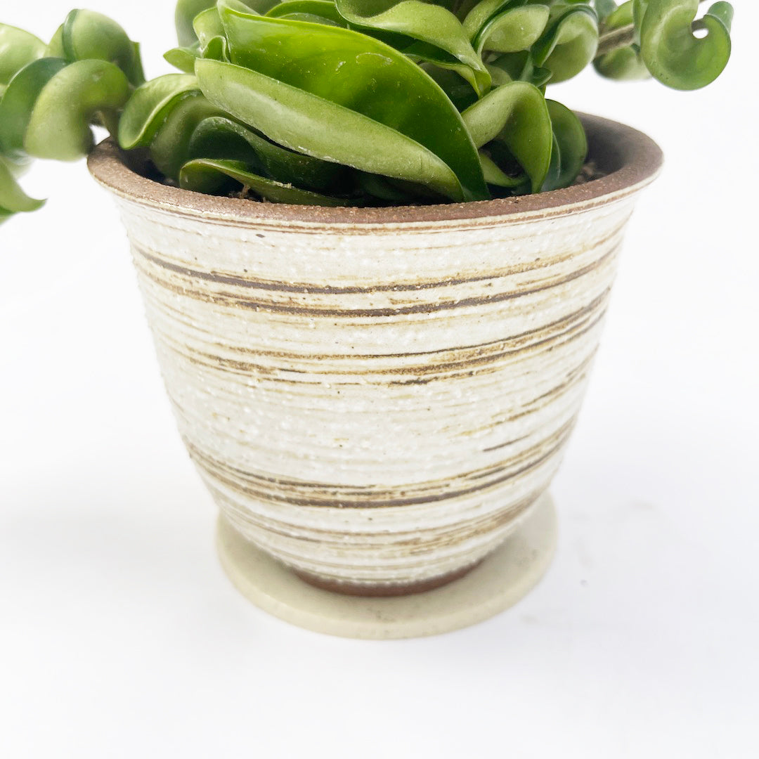 ホヤカルノーサ コンパクタ POT SET