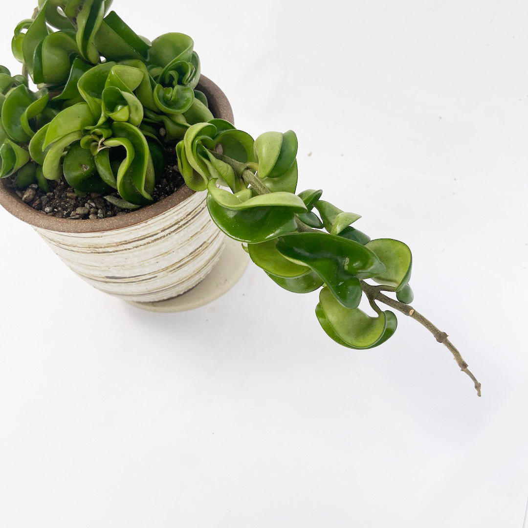 ホヤカルノーサ コンパクタ POT SET