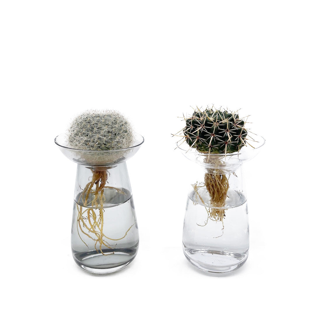 水耕サボテン POT SET