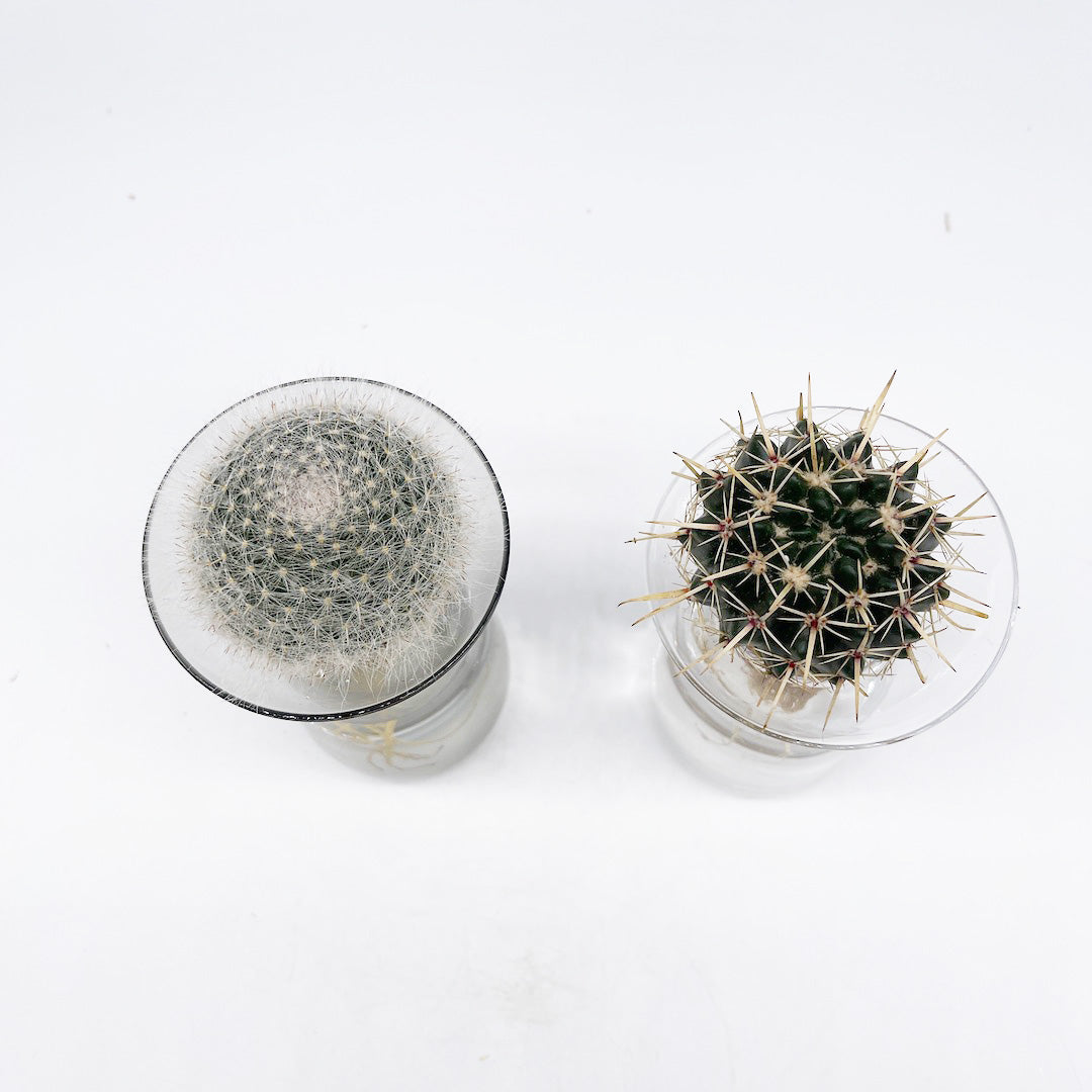 水耕サボテン POT SET