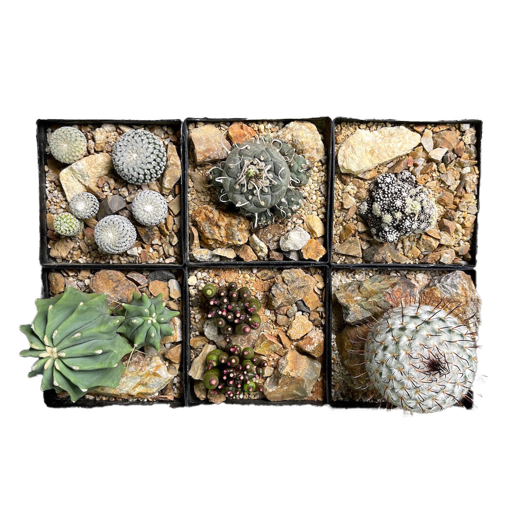 フェロカクタス 刺無王冠竜 habitat style POT SET